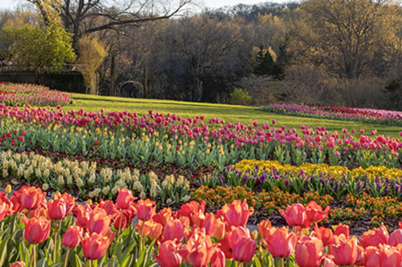 Cheekwood Estate & Gardens