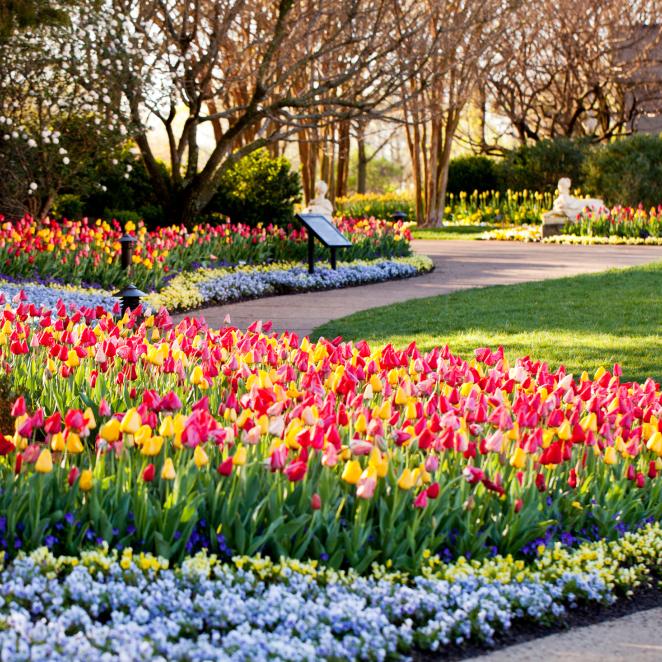 Tulip garden at Cheekwood in bloom