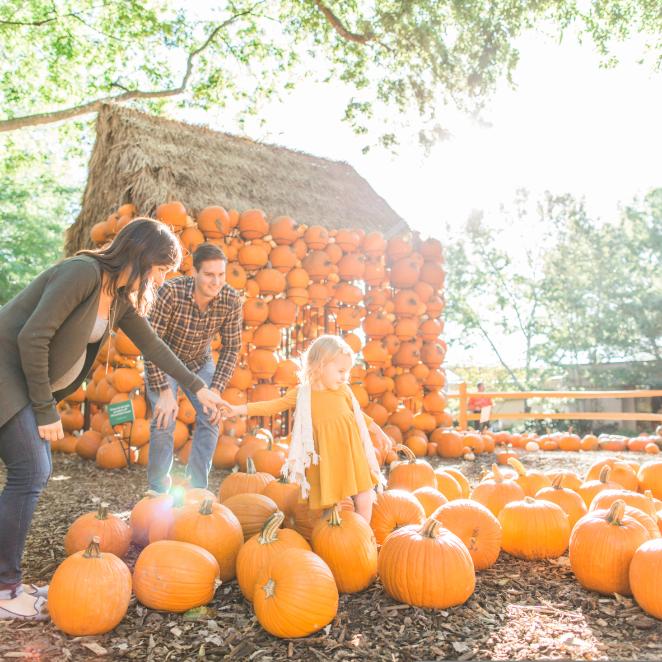 Family playing in pumpkin patch at Cheekwood Harvest