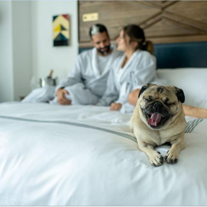 Dog friendly at JW Marriott