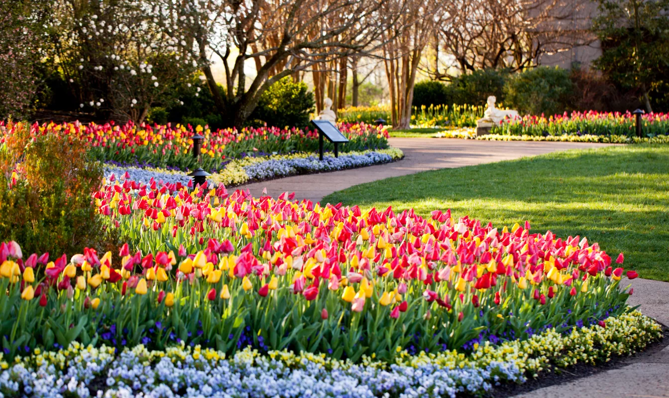Tulip garden at Cheekwood in bloom