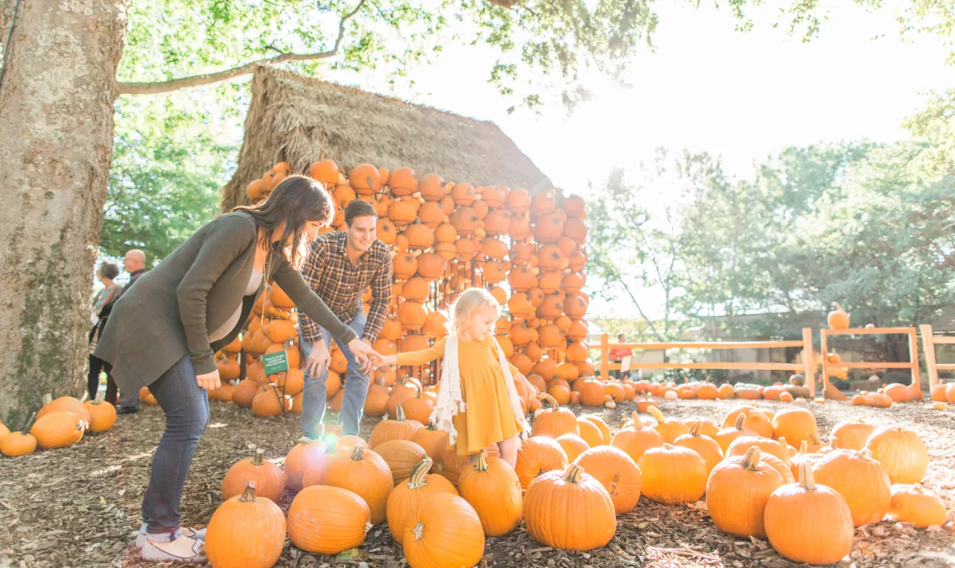 Family playing in pumpkin patch at Cheekwood Harvest