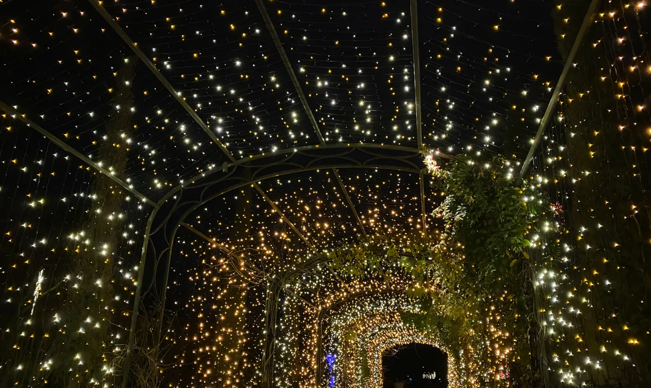 Cheekwood Lights