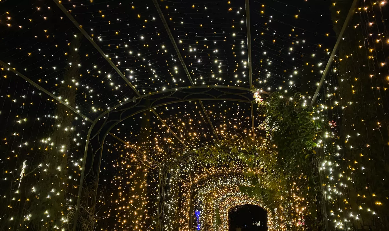 Cheekwood Lights