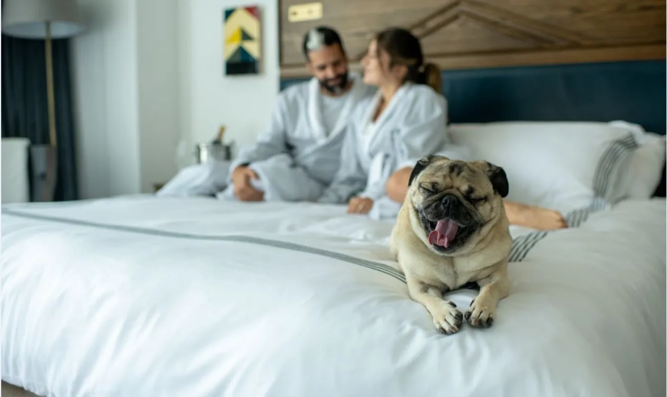 Dog friendly at JW Marriott