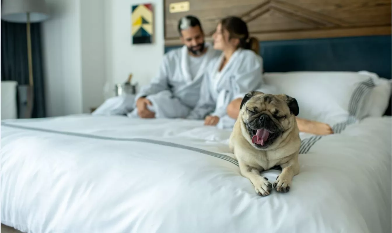 Dog friendly at JW Marriott
