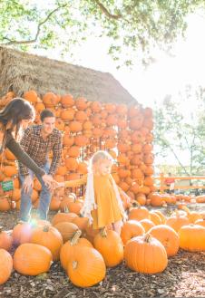 Family playing in pumpkin patch at Cheekwood Harvest
