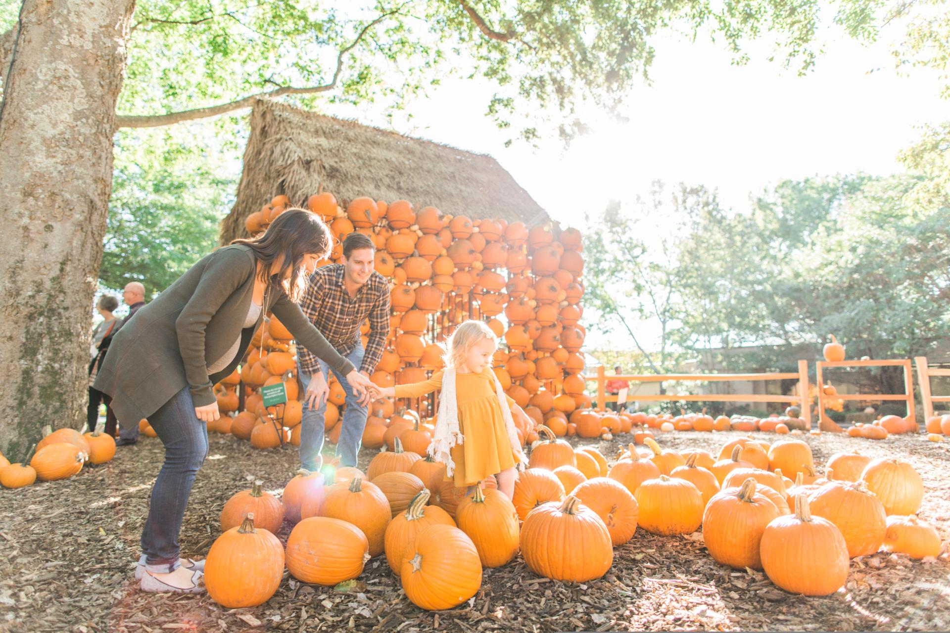 Family playing in pumpkin patch at Cheekwood Harvest