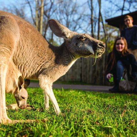 Kangaroo petting area at Nashville Zoo