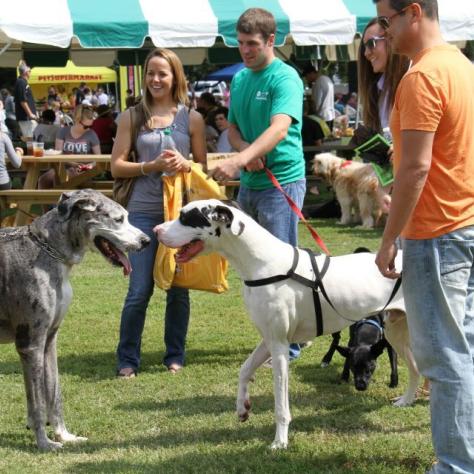 Dog Day Festival