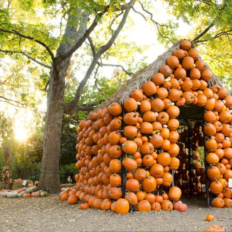 Cheekwood Harvest pumpkin house
