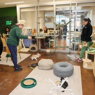 Interacting with our adorable, adoptable cats in their special playroom is fun for the whole family. Visit our website to make a reservation for kitty playtime