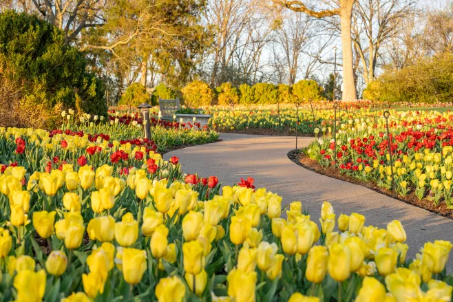 Cheekwood in Bloom