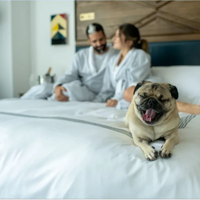 Dog friendly at JW Marriott