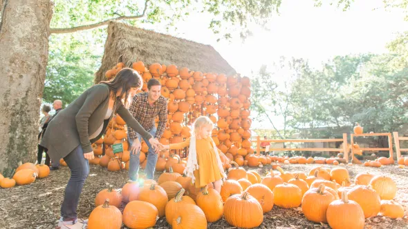Family playing in pumpkin patch at Cheekwood Harvest