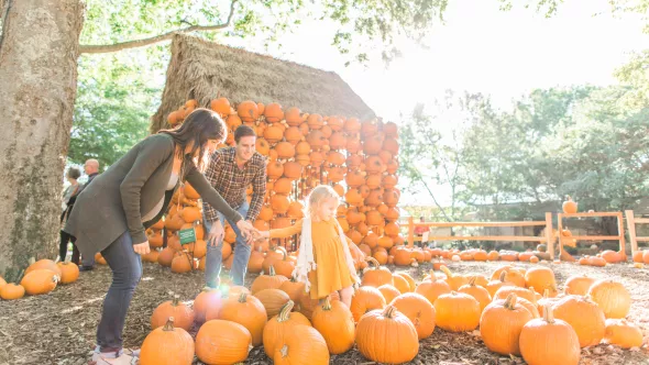 Family playing in pumpkin patch at Cheekwood Harvest